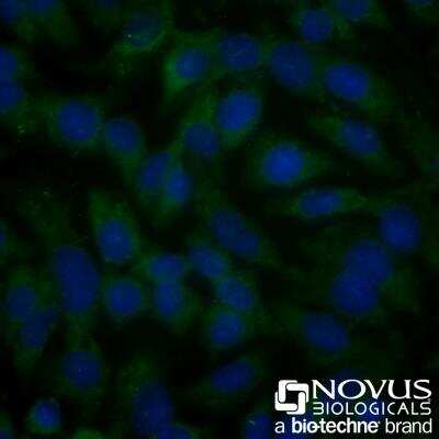 Immunocytochemistry/Immunofluorescence Staining of HeLa Cells Using Alexa Fluor 488 Conjugated Ferroportin/SLC40A1 Antibody